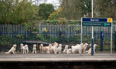 九游体育入口-米尔沃尔主教练出席慈善晚宴，筹款支持当地慈善机构的简单介绍