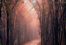 雄鹿遭遇人连胜，西蒙斯关闭字母哥拉姆勒无解